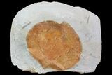 Detailed Fossil Leaf (Zizyphoides) - Montana #75491-1